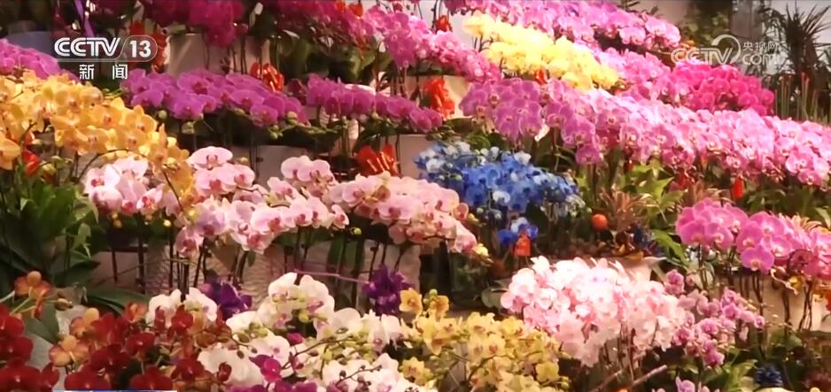 “花樣經濟”消費熱度不減 “鮮花軌跡”縱跨南北扮靚中國年