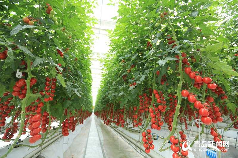 厲害了！“世界單體面積最大蔬菜花卉工廠”在西海岸正式開建，翻開現代農業新篇章