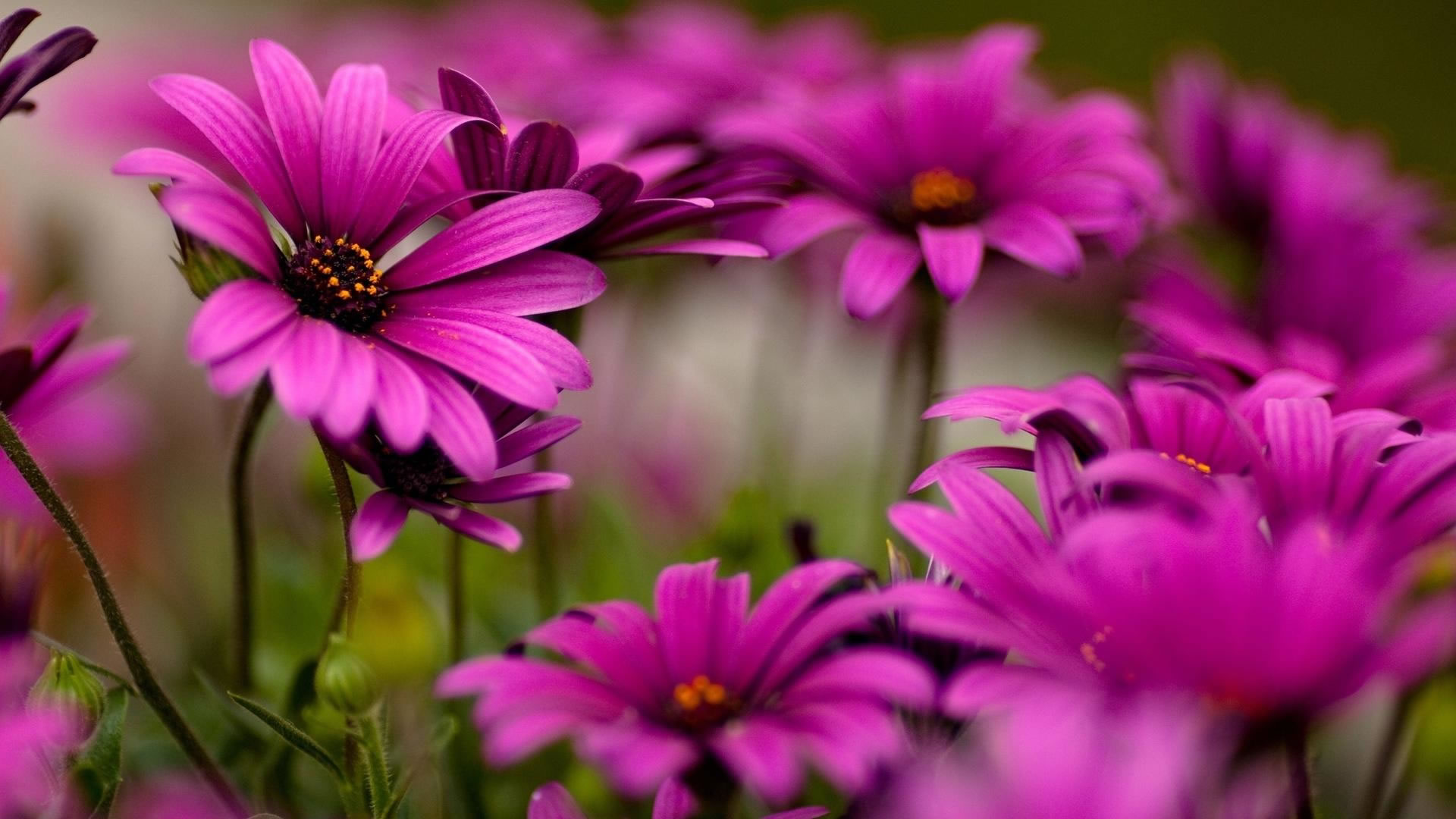 清新植物花卉風景圖片桌面壁紙